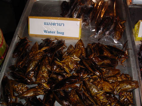 21_Fried_Water_Bug