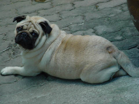 39_common_dog