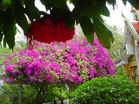 04_flowers